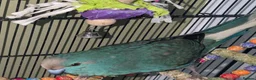 Parrots birds for sale: Young male kakariki - Advert 6