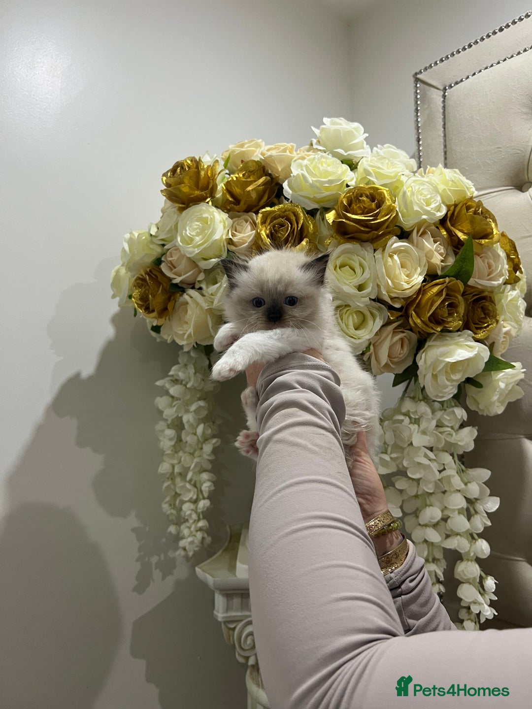 Ragdoll cats for sale: Gccf ragdoll kittens imperial grand champion lines - Advert 17