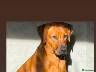 Rhodesian Ridgeback dogs Waiting List Open - Due 20th April 26 - Advert 2