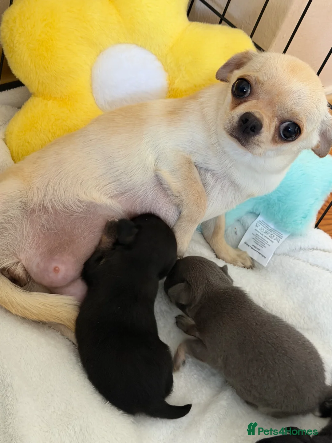 Chihuahua dogs for sale: Health tested chihuahua  - Advert 10