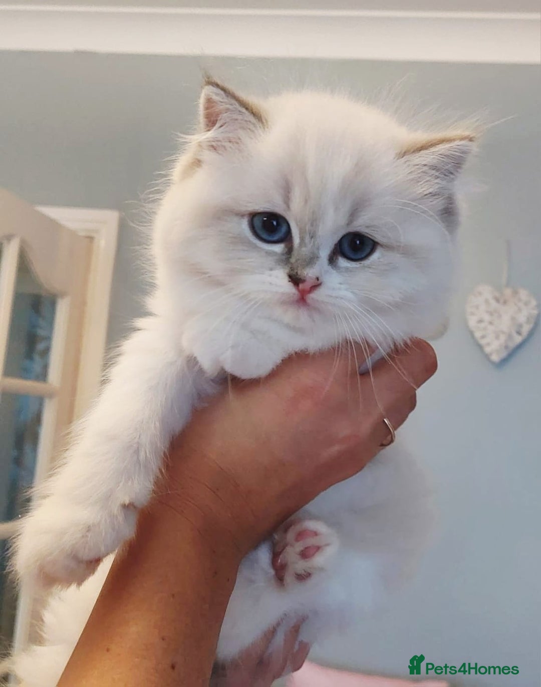 Ragdoll cats for sale: 💛 Beautiful European Kittens 😸  - Advert 5