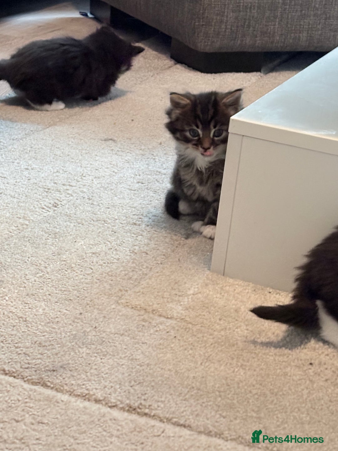 Mixed Breed cats for sale: Beautiful mix breed kittens - Advert 13