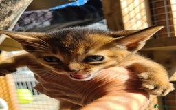 Abyssinian cats for sale: 5 abysinnian pedigree tica registered  - Image 9