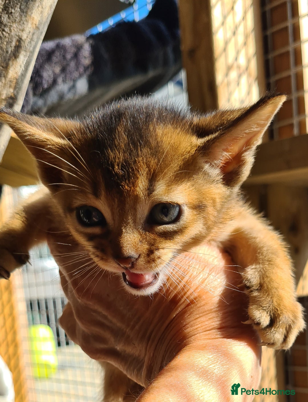 Abyssinian cats for sale: 5 abysinnian pedigree tica registered  - Image 9