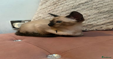 Tonkinese cats - Advert 12