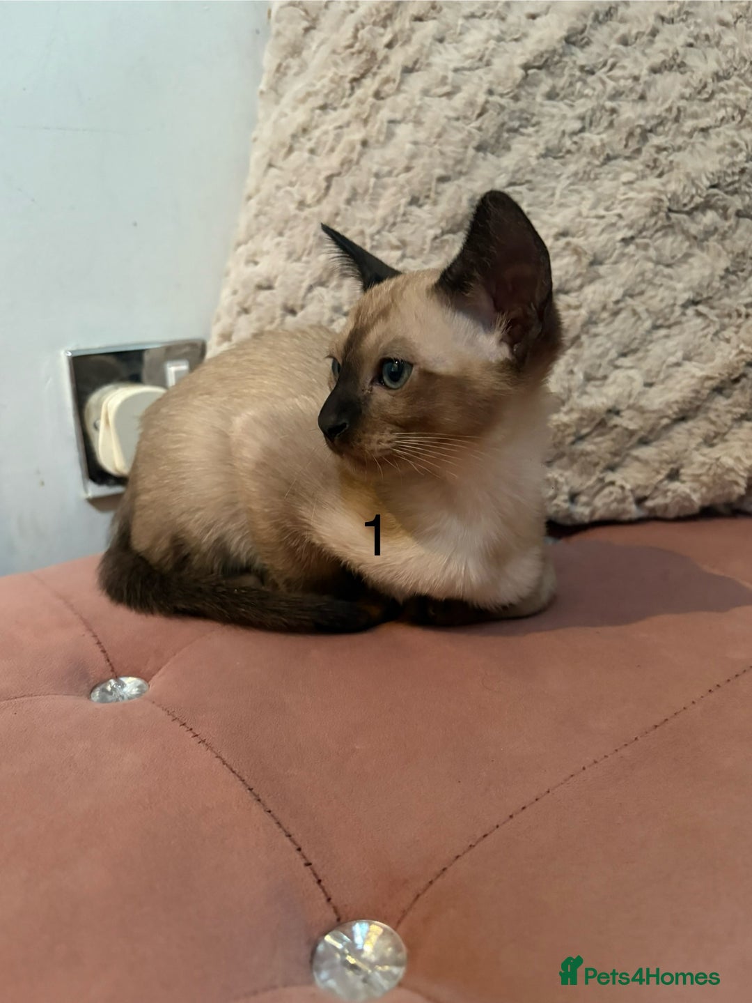 Tonkinese cats for sale: Tonkinese 1st gen Kittens  - Image 3