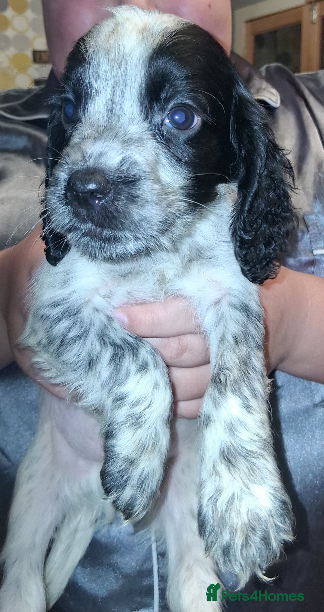 Sprocker dogs for sale: English blue roan spaniels - Advert 6