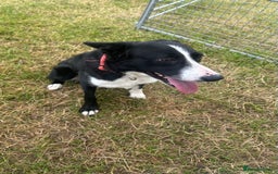 Border Collie dogs for sale: Bess - 2 year old bitch - Image 4