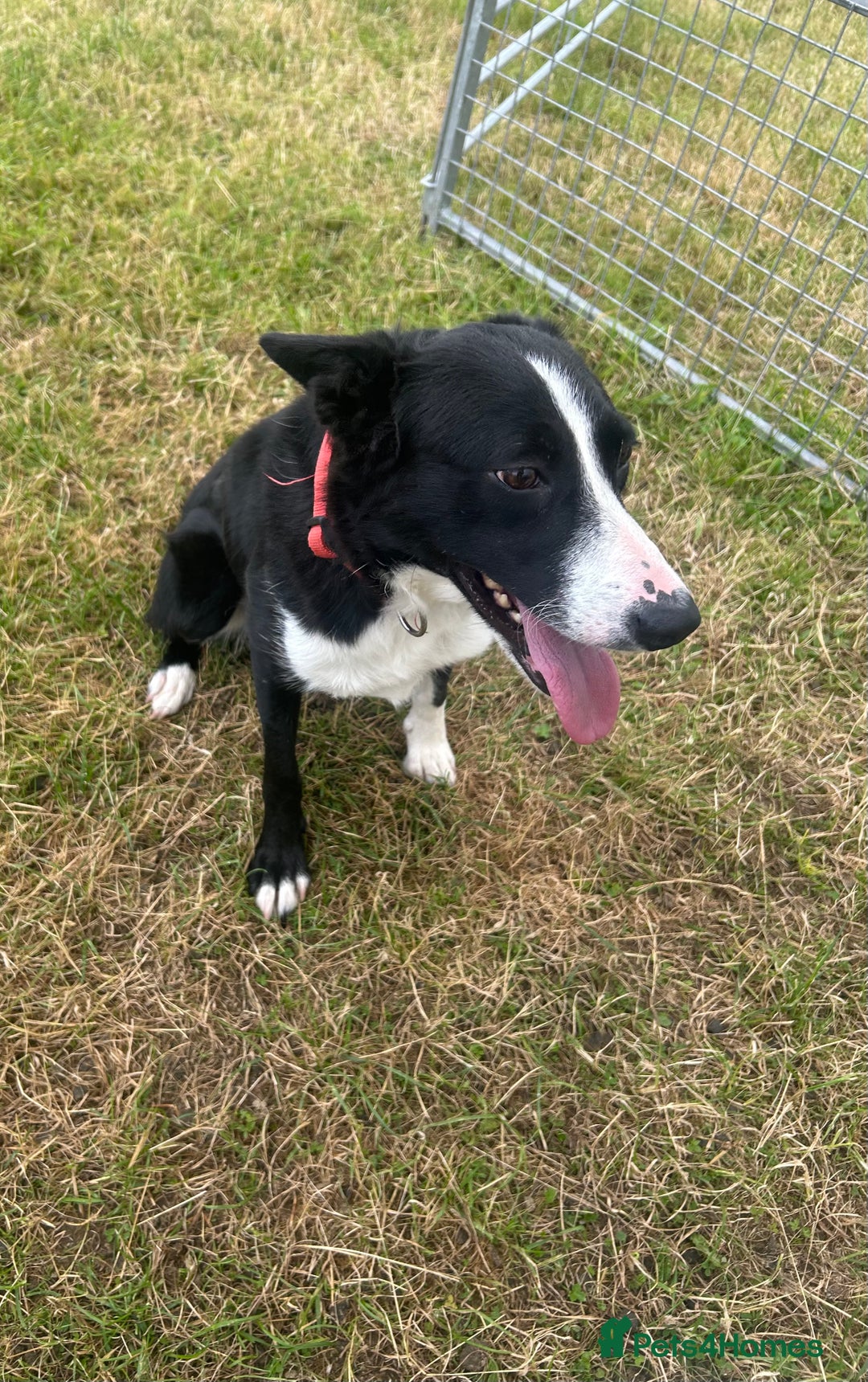 Border Collie dogs for sale: Bess - 2 year old bitch - Image 4