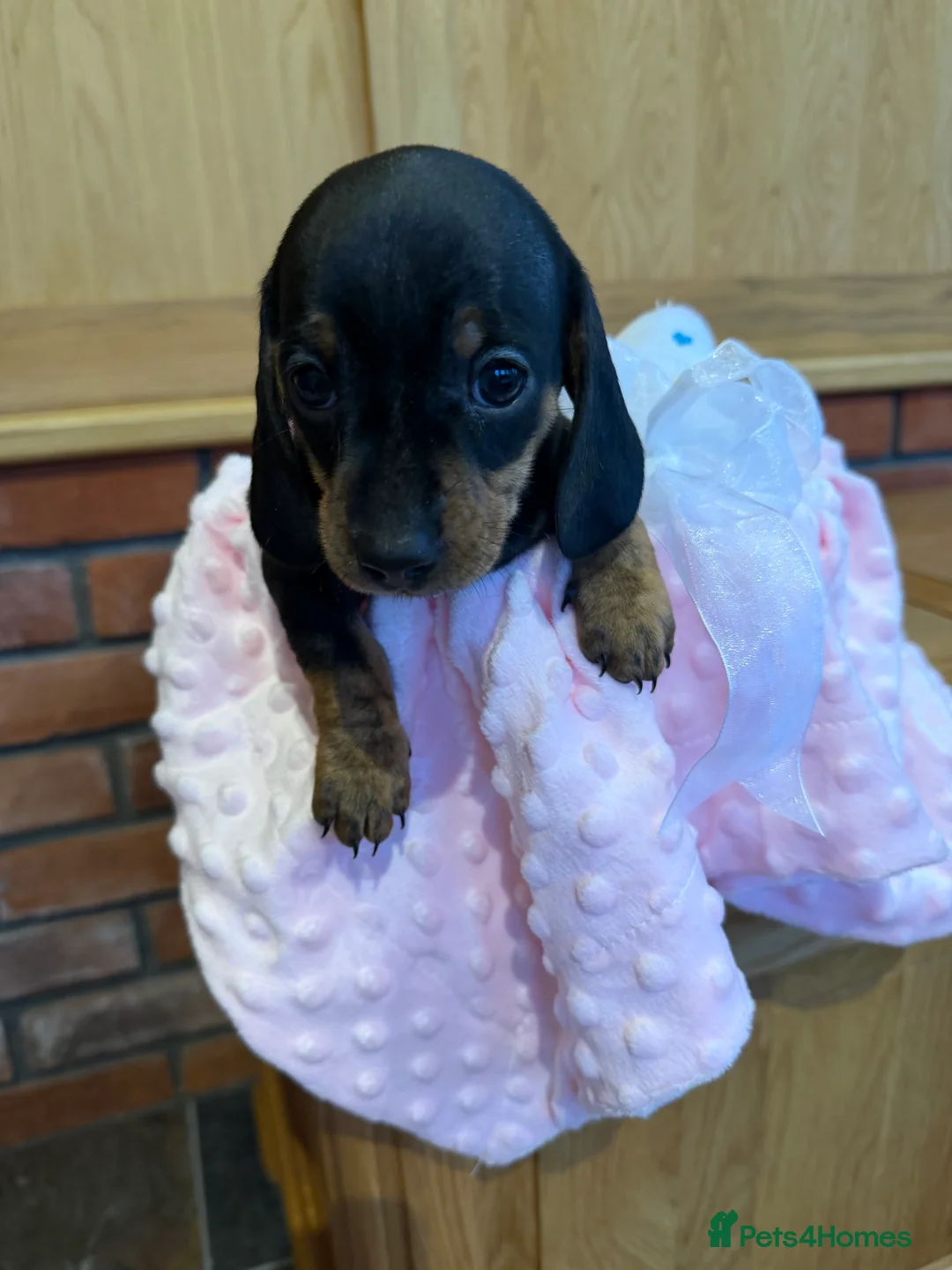 Dachshund dogs for sale: Miniature dachshunds  - Advert 19