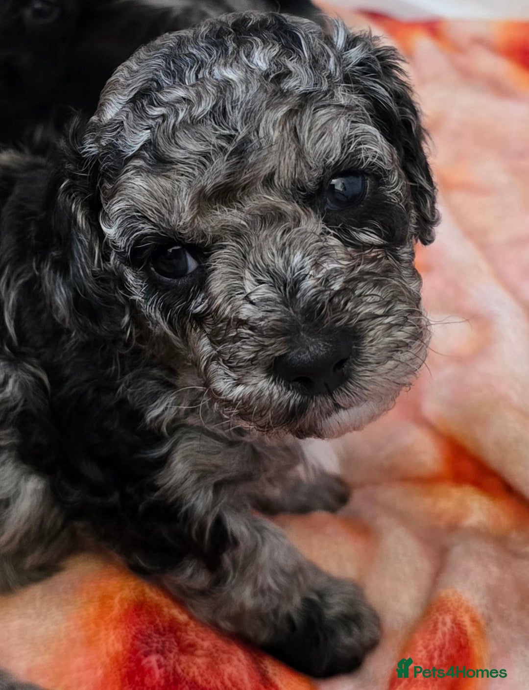 Mixed Breed dogs for sale: Puppies for sale - Advert 4