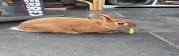 Netherland Dwarf rabbits for sale: Netherland Dwarf rabbits ready for their new homes - Advert 6