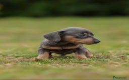 Miniature Dachshund dogs for sale: Miniature Dachshund Puppies  - Image 13