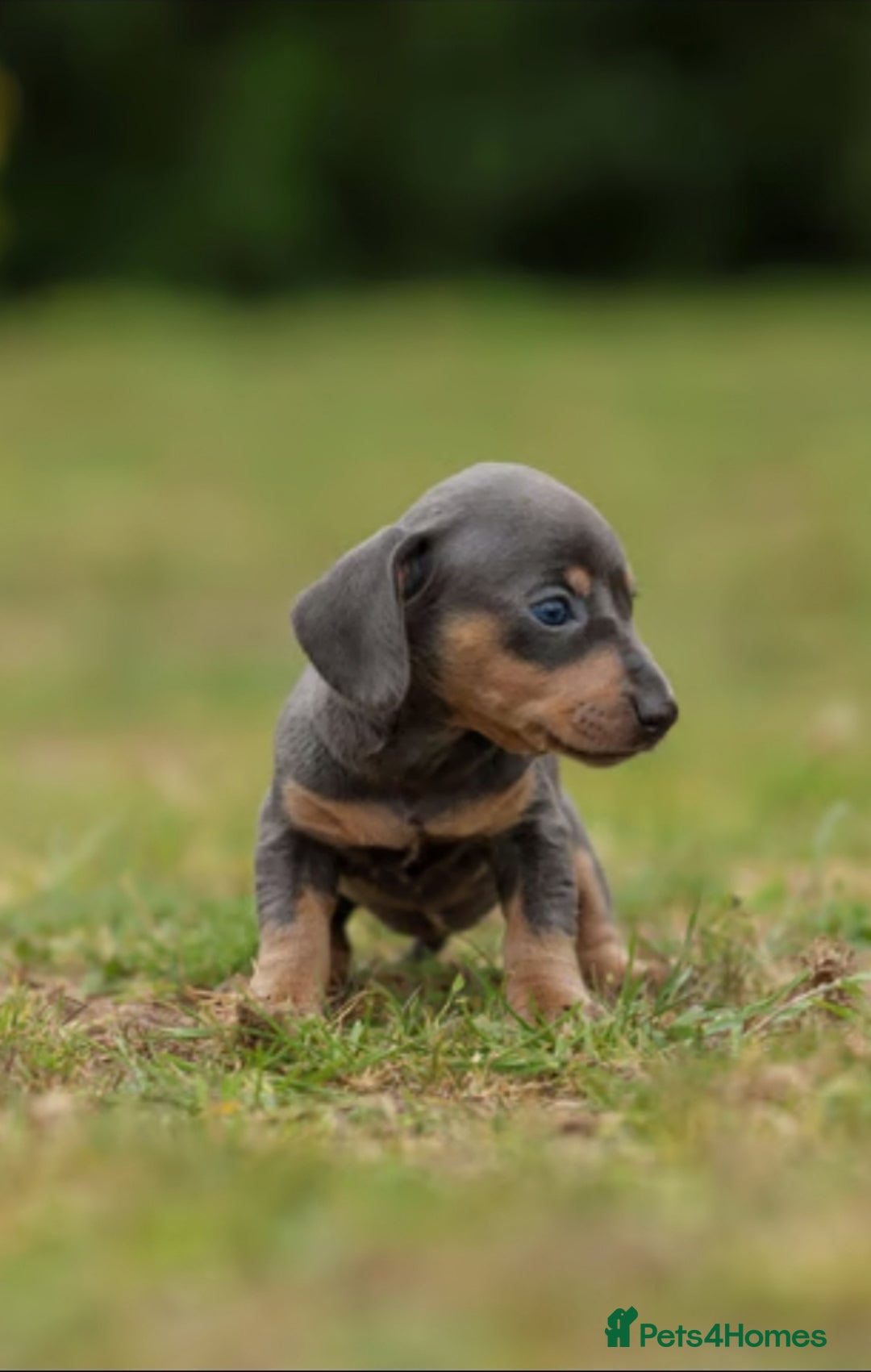 Miniature Dachshund dogs for sale: Miniature Dachshund Puppies  - Image 13