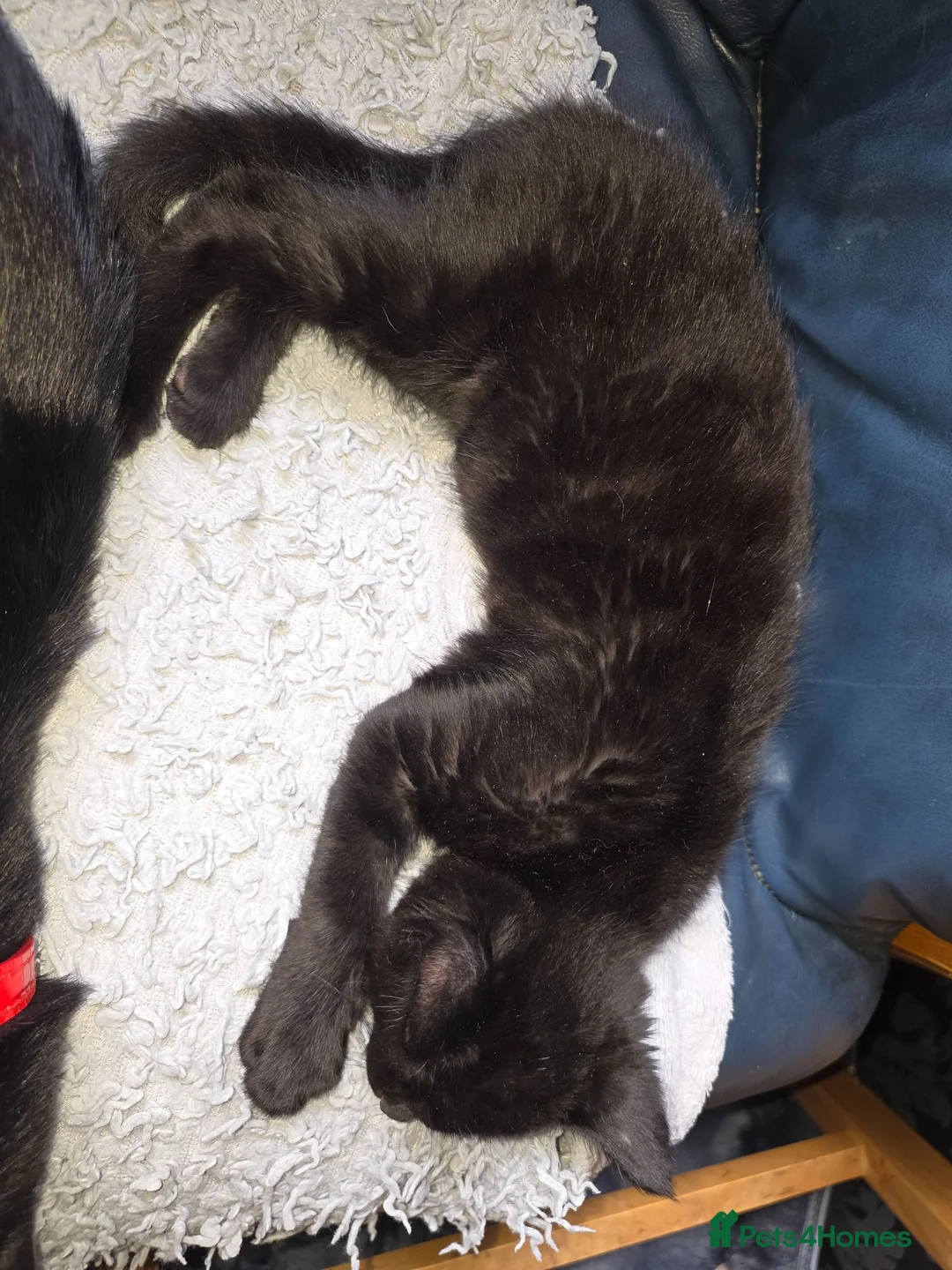 British Shorthair cats for sale: 2 kittens for sale. 1 male 1 female  in Birmingham - Advert 3