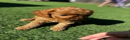 Cavapoo dogs for sale: Beautiful Red F1b Cavapoo - Viewings now welcome - Advert 12