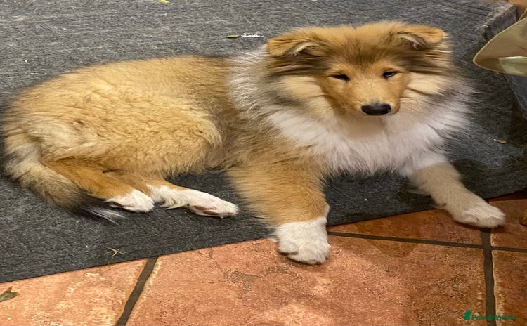 Rough Collie dogs - Advert 2