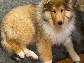 Rough Collie dogs - Advert 7