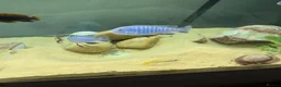 Cichlids fish for sale: Powder blue cichlids - Advert 5