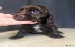 Cocker Spaniel dogs for sale: Stunning KC Reg Cocker Spaniel Pups Choco/Black - Image 18