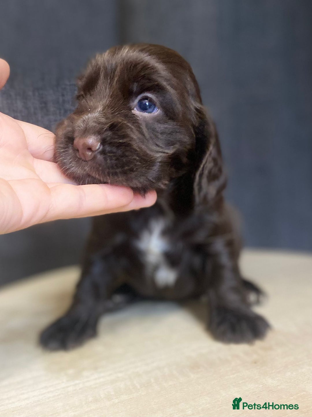Cocker Spaniel dogs for sale: Stunning KC Reg Cocker Spaniel Pups Choco/Black - Image 18