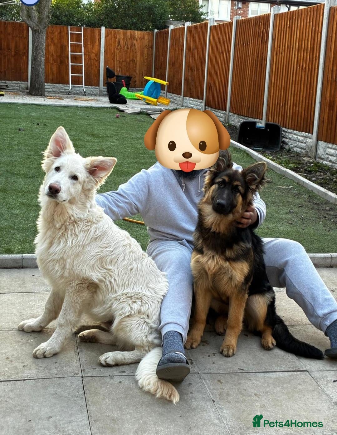 German Shepherd dogs for sale: Long hair german shepherd  - Advert 2