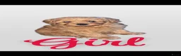 Schnoodle dogs for sale: Beautiful SNOODLES - Advert 7