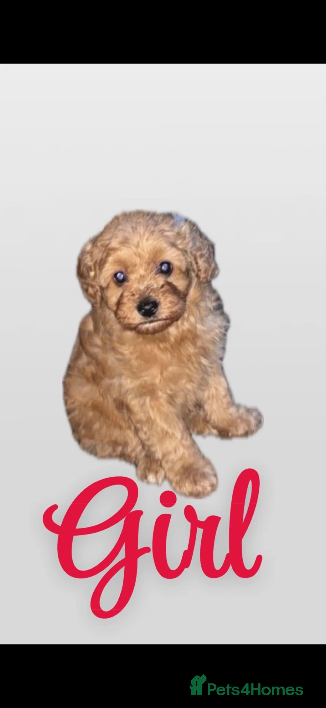 Schnoodle dogs for sale: Beautiful SNOODLES - Advert 7