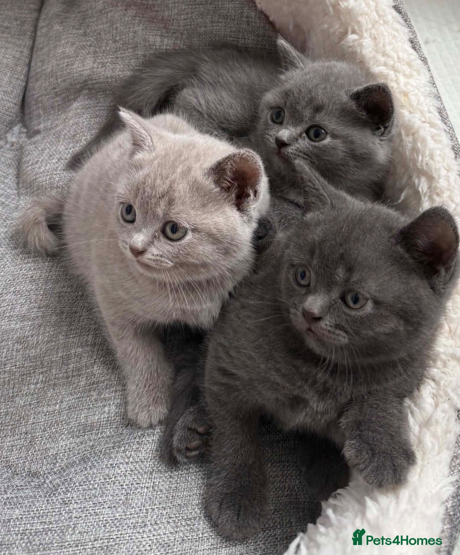 British Shorthair cats British shorthair kittens **(last one available)** - Advert 7
