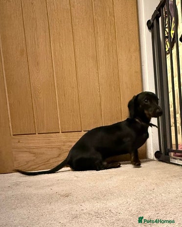 Miniature Dachshund dogs - Advert 3