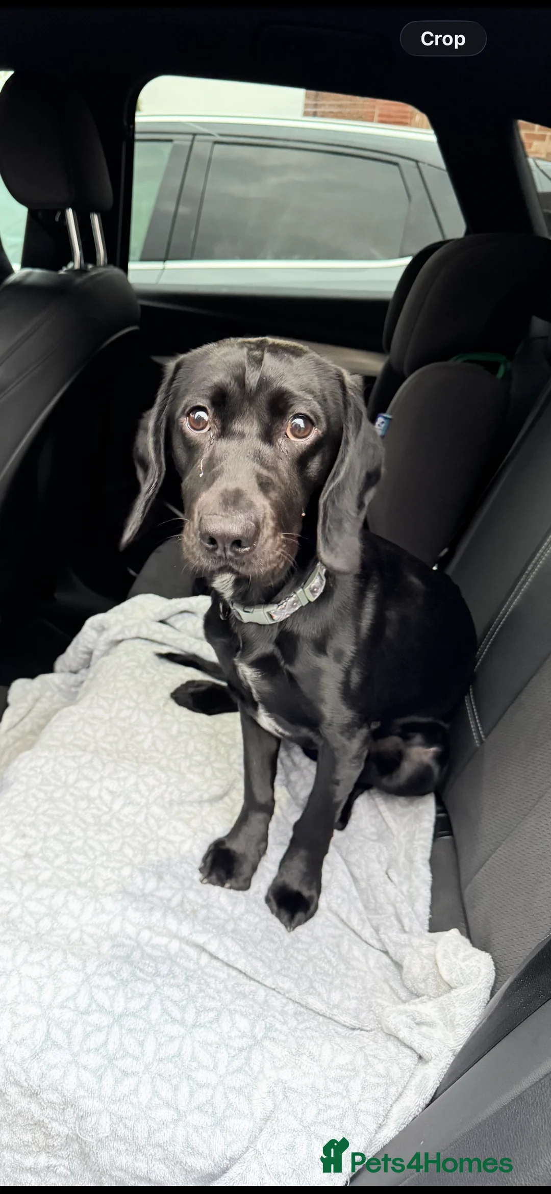 Springador dogs for sale: Re homing Springador   - Advert 9