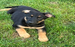 German Shepherd dogs for sale: REDUCE PRICE  - Image 4