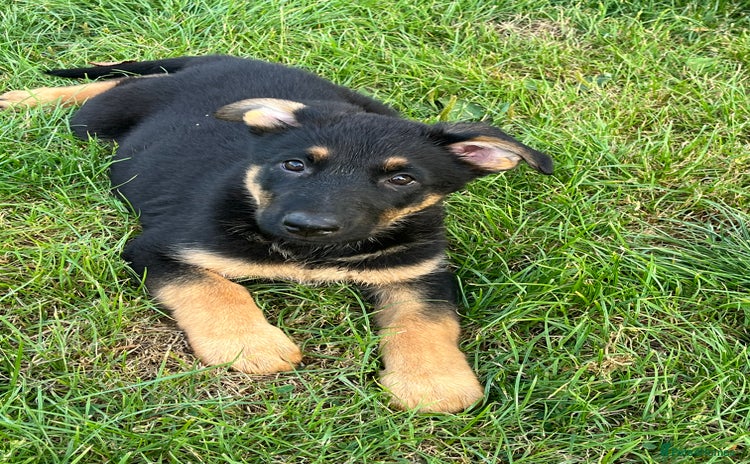 German Shepherd dogs - Advert 3
