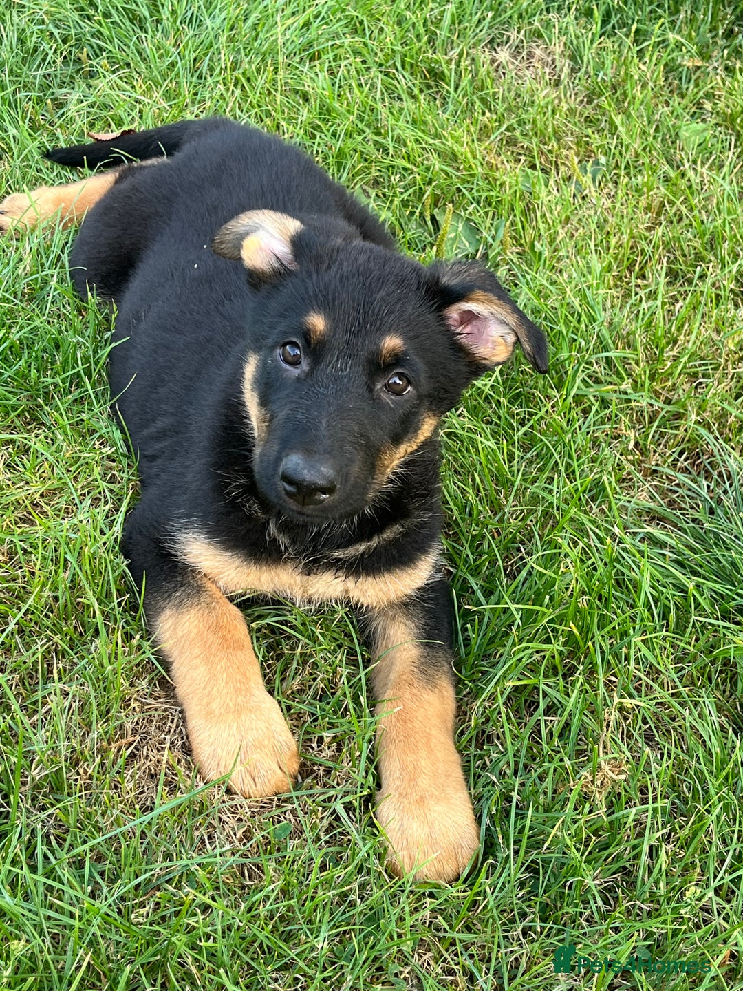 German Shepherd dogs for sale: REDUCE PRICE  - Image 4