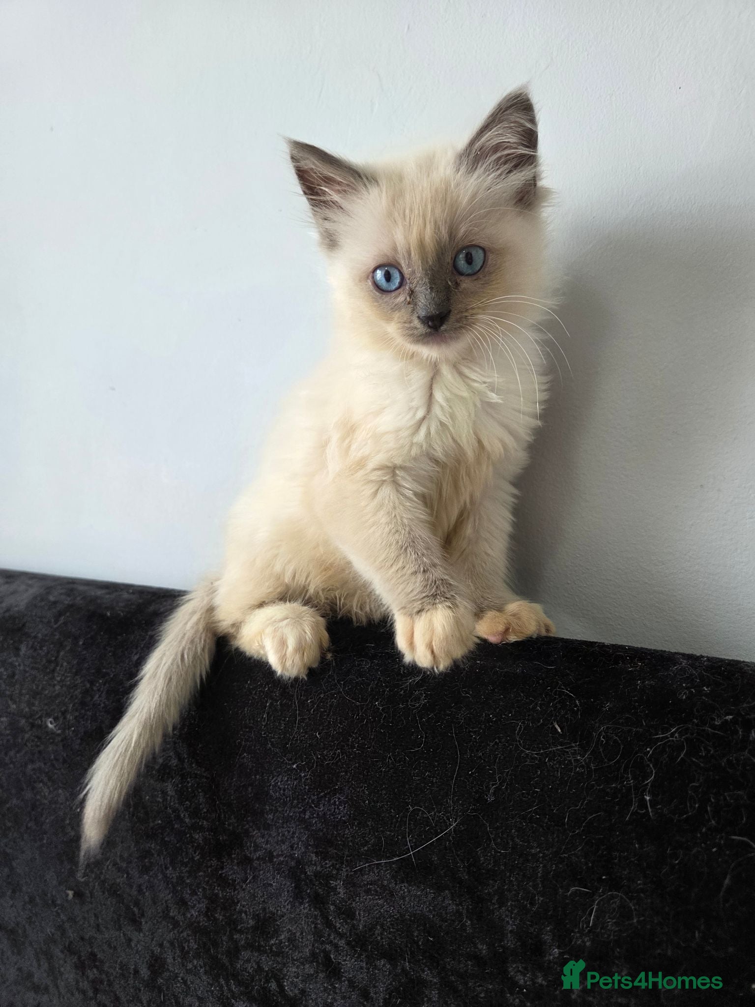Ragdoll cats Purebred Ragdoll Kittens, Ready to Go - Advert 5