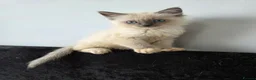 Ragdoll cats for sale: Purebred Ragdoll Kittens, Ready to Go - Advert 5