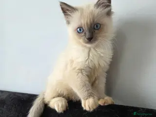Ragdoll cats Purebred Ragdoll Kittens, Ready to Go - Advert 5
