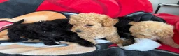 Poochon dogs for sale: Bichon x poodle  - Advert 23
