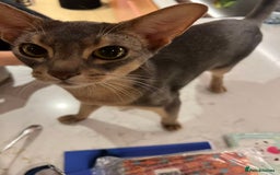Abyssinian cats for sale: Male Abyssinian Cat Looking for a Loving New Home - Image 13