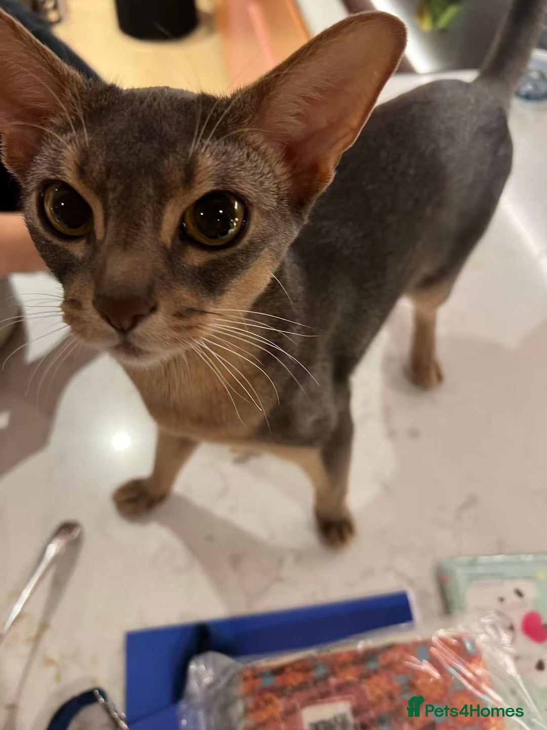 Abyssinian cats for sale: Male Abyssinian Cat Looking for a Loving New Home - Image 13