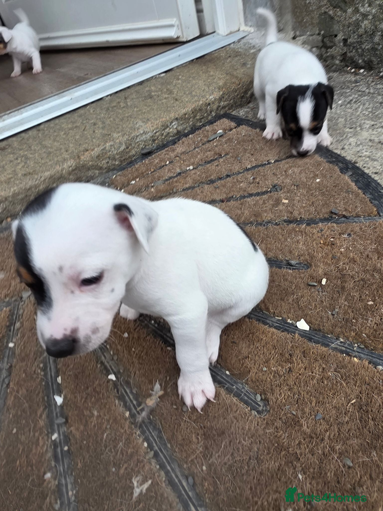 Jack Russell dogs Jack russell puppies - Advert 2