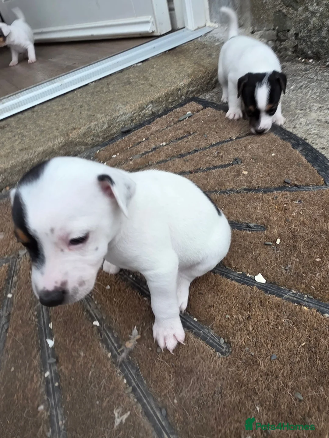 Jack Russell dogs for sale: Jack russell puppies in Newton Stewart - Advert 2