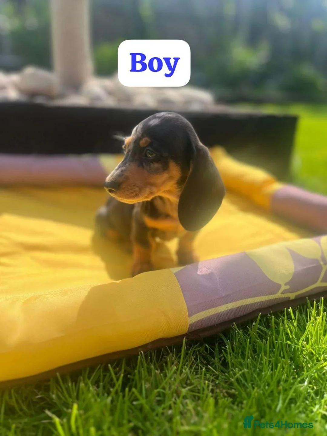 Miniature Dachshund dogs for sale: Beautiful Miniature Dachshund Puppies - Advert 2