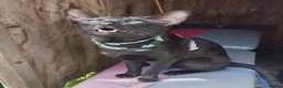 Oriental cats for stud: Lovely black Oriental Kitten. 1 yers old  in South Ockendon - Advert 15
