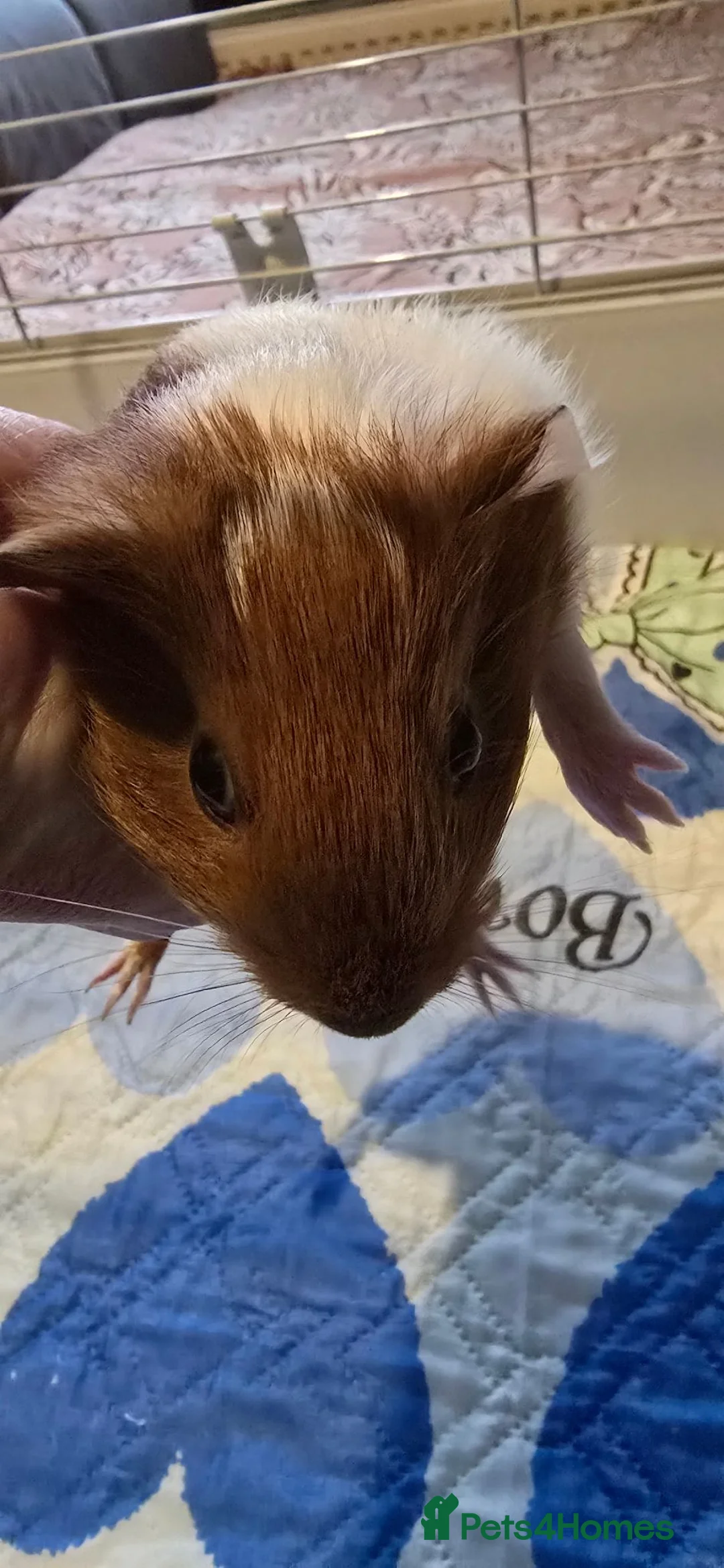 Guinea Pig rodents for sale: 3 week old female guinea pig - Advert 2