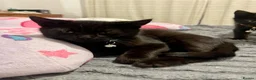 Mixed Breed cats for sale: Maine Coon Part Breds - Advert 9