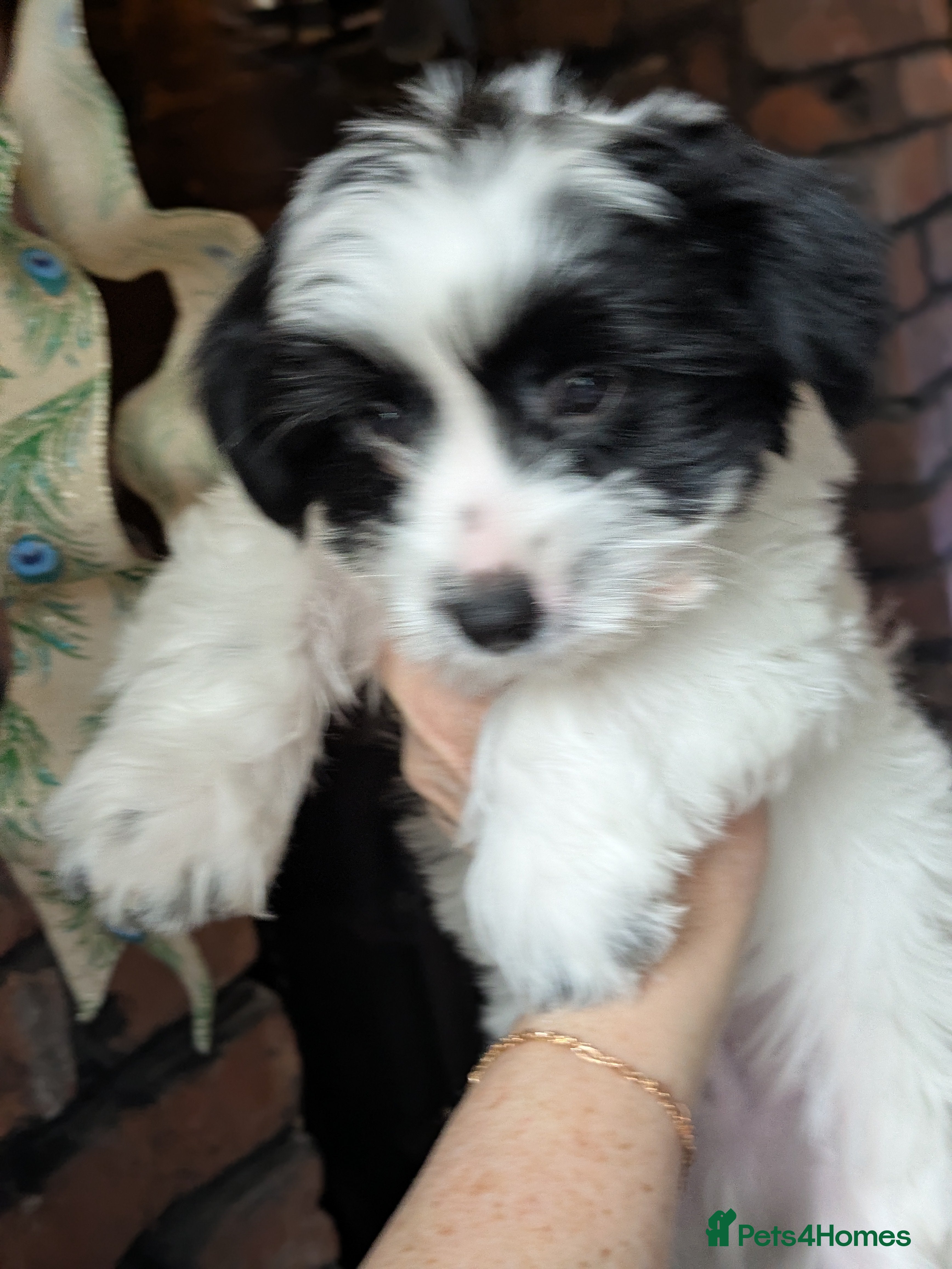 Biewer Terrier dogs Adorable Purebred Biewers  - Advert 3