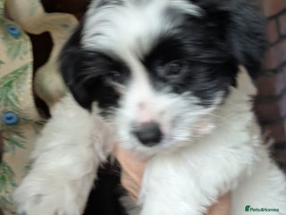 Biewer Terrier dogs Adorable Purebred Biewers - Advert 3