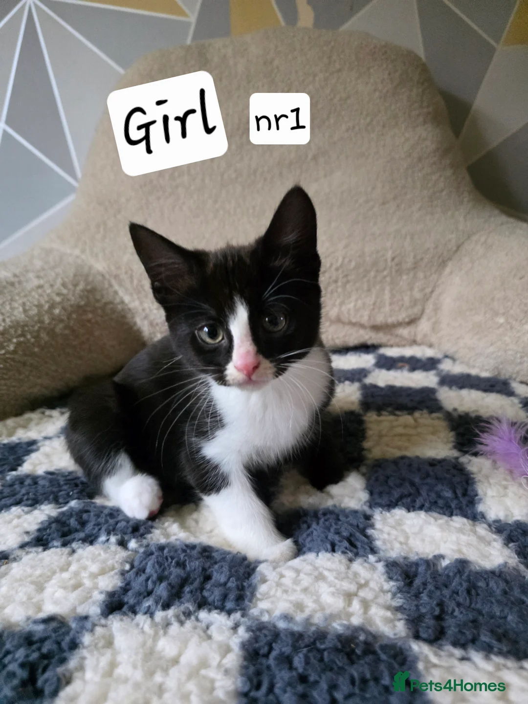 Mixed Breed cats for sale: Kittens for sale! - Advert 8