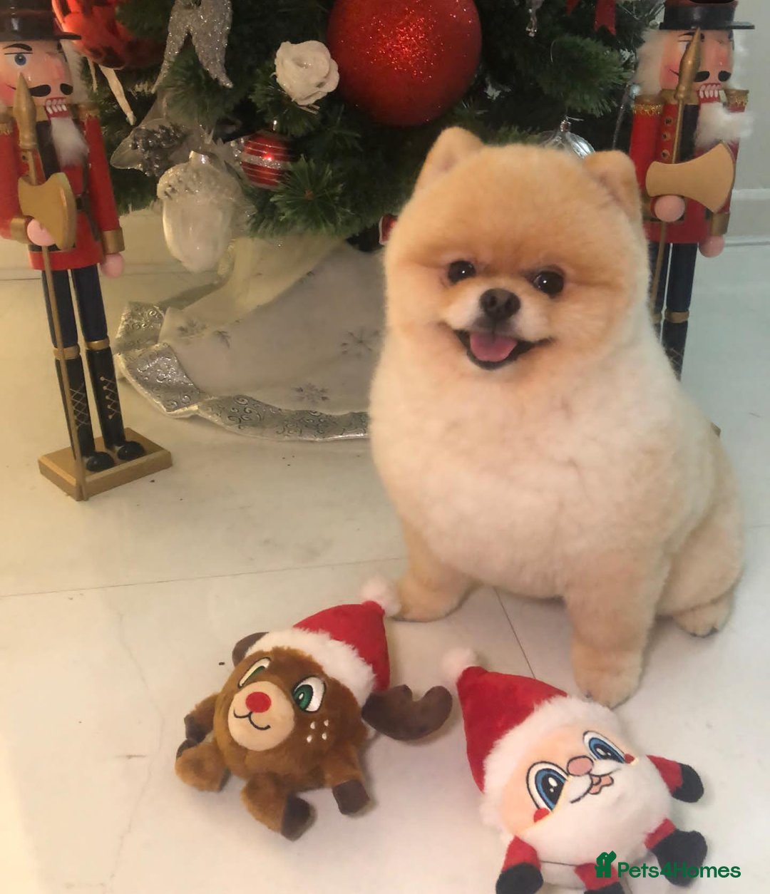 Pomeranian dogs for sale: Amazing quality teddy bear Pomeranian pups  - Advert 4